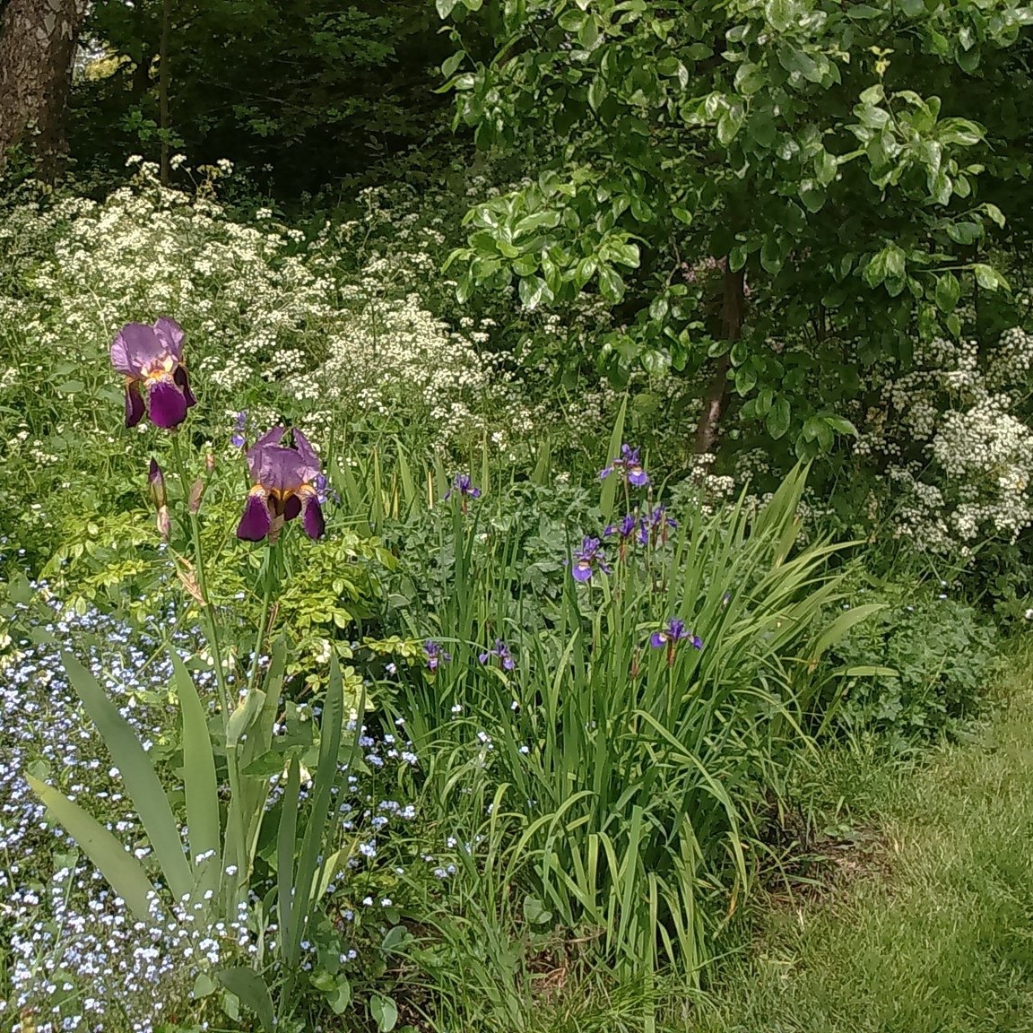 Irises, forget-me-nots and cow parsley in the community garden