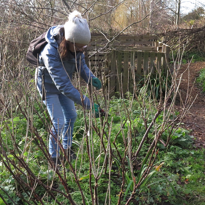 Pruning the fruit bushes