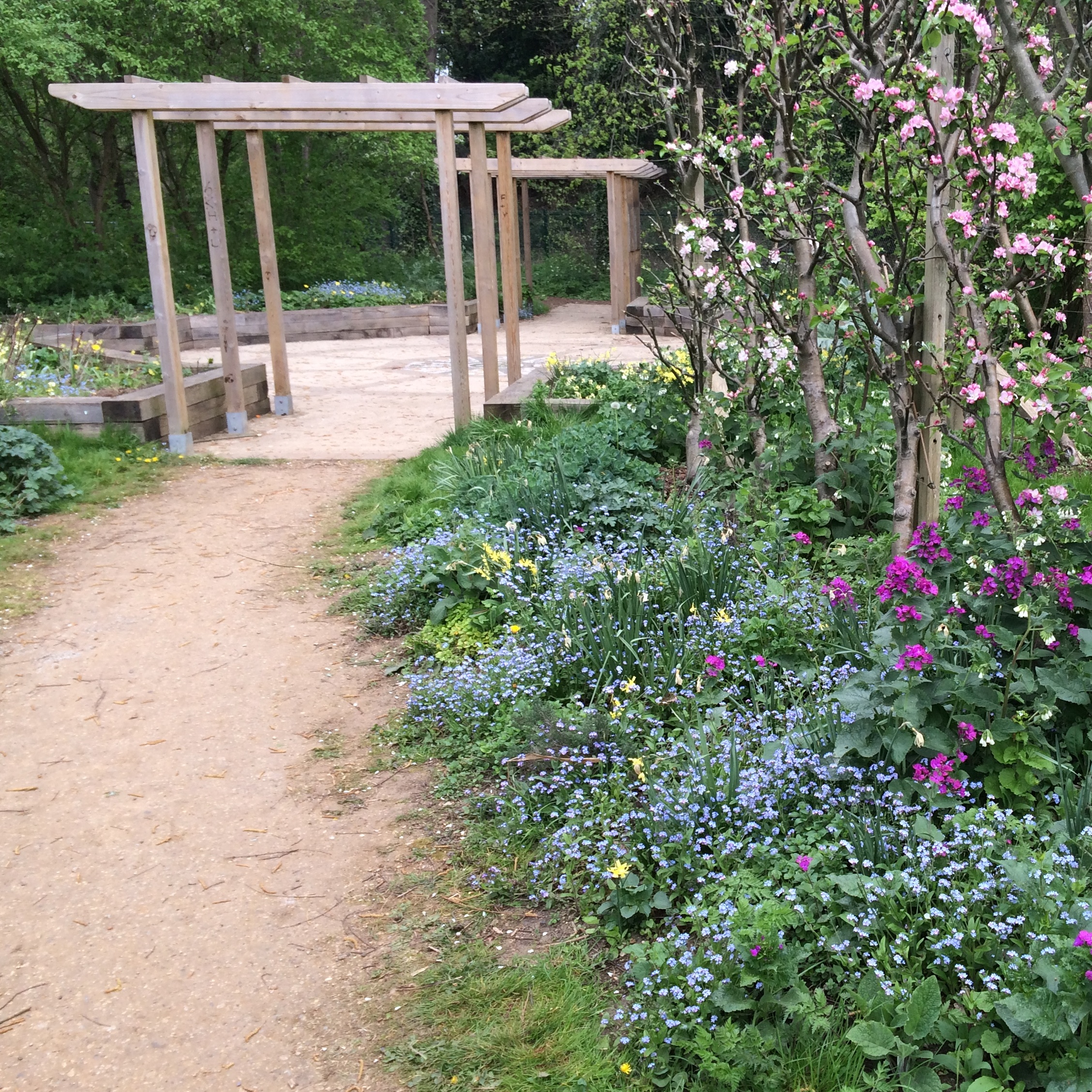 Path to the central meeting space in spring, trained apple trees on right