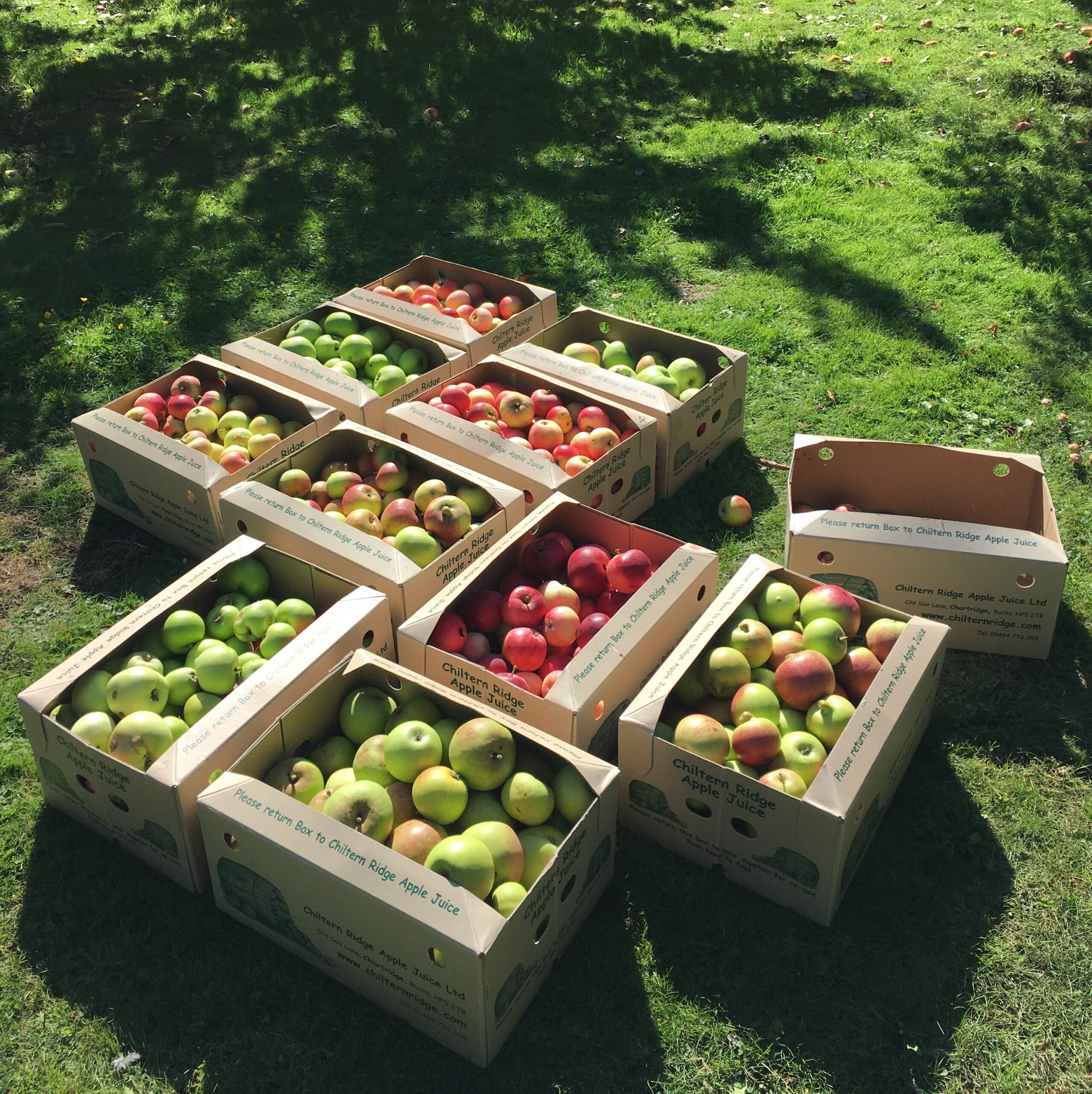 boxes of collected apples in a garden