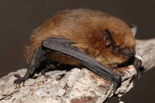 Pipistrelle bat